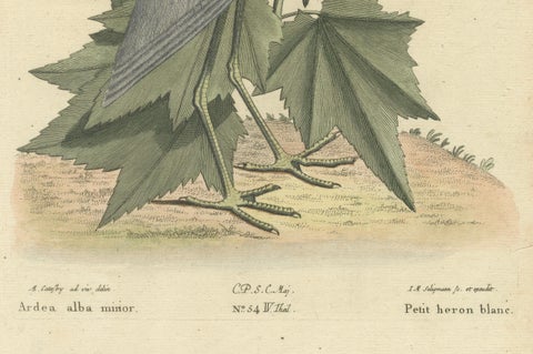 Hand-Colored Engraving of the Lesser White Heron by Johann Seligmann, c.1773, close-up 3