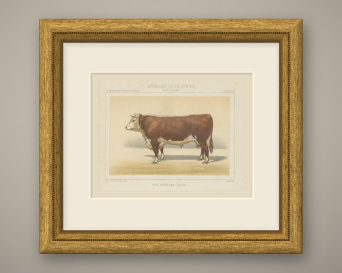 Hereford Bull, British Cattle Chromolithograph from Animaux de la Ferme, 1863, shown framed