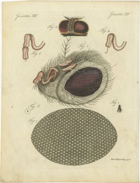Anatomy of the Common Fly: Hand-Colored Engraving from Bertuch, 1798, view 2