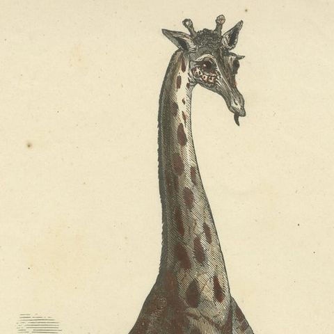 Die Giraffe (Giraffe) - Hand-Colored Zoological Print, Circa 1840, close-up 5