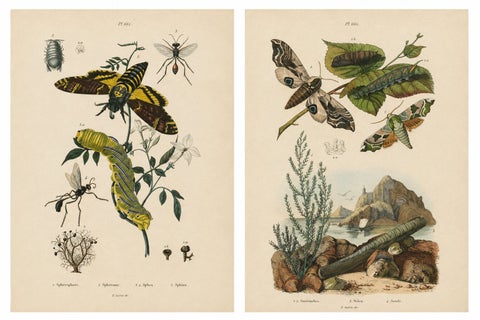 Pair of French Sphinx Moth Engravings by Duméril & Guérin, 1835