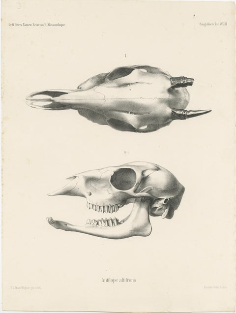 Set of 4 Antique Prints of Antelope Skulls, view 5