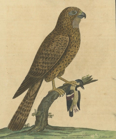 Antique Hand-Colored Engraving of Sparrow Hawk by Eleazar Albin, circa 1730, close-up 5