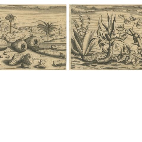 De Bry Botanical Engravings, Cinnamon, Aloe & Aromatic Plants, c.1598, close-up 5