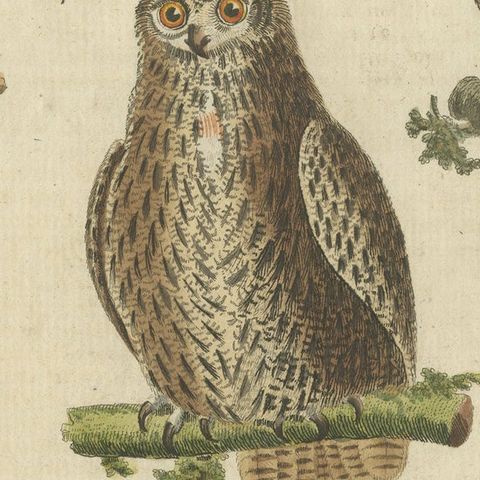 European Owls, Antique Hand-Colored Bird Engraving, Vogel IX, c.1800, close-up 2