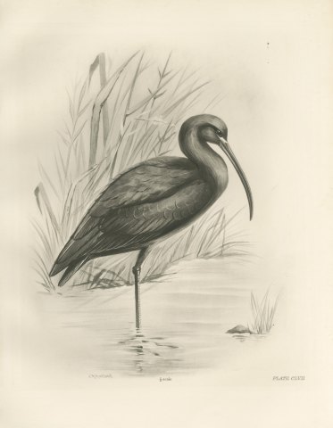 Glossy Ibis Standing in Shallow Water, Plate CLVII after Lilian Medland, c. 1909