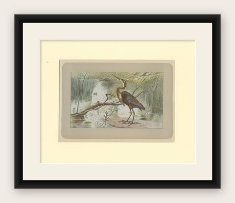Antique Bird Print of a Purple Heron, shown framed