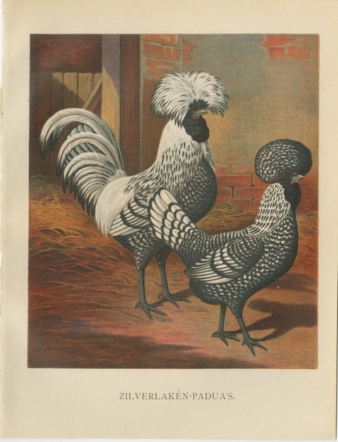 The Regal Silver Polish Chicken - A Rare 19th Century Poultry Lithograph, view 2