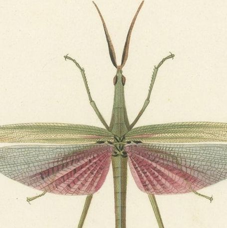 Antique Print of Various Insects Including a Grasshopper, close-up 3