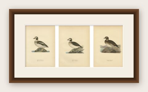 Antique Long-Tailed Duck Bird Lithographs Set of 3, Harelda Hyemalis, 1929, shown framed