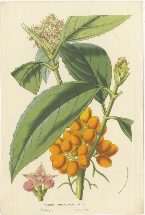 Van Houtte's Botanical Elegance: A Trio of Exotic Flora, Published in circa 1875, view 2