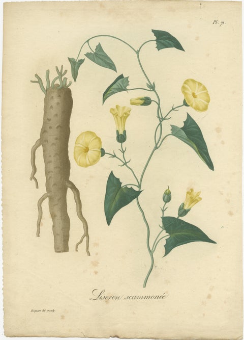 Antique Botanical Print of Convolvulus Scammonia, or Scammony, ca.1821, view 2