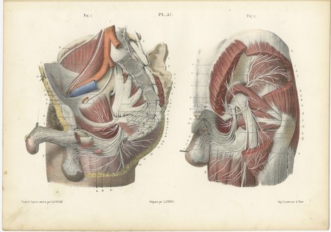 Nerves of the Male Pelvis, Antique Hirschfeld Anatomy Print, 1866, view 2