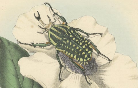 1858 Hand-Colored Lithograph of Flower Beetles on a Blossom, close-up 3