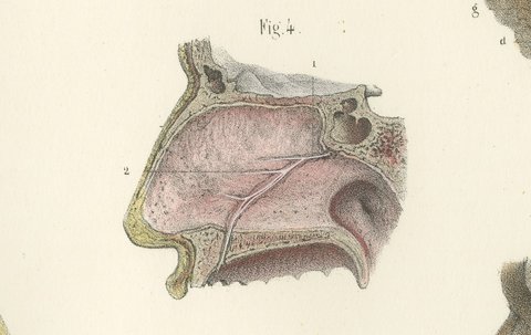 Nerves of the Nose, Palate and Upper Jaw, Antique Hirschfeld Anatomy Print, 1866, view 5