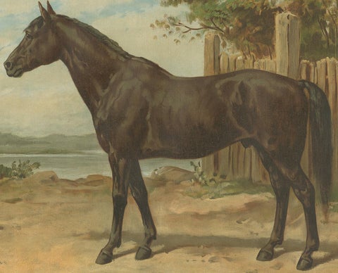 Original Antique Print of the Australian Horse by O. Eerelman, 1898, view 3