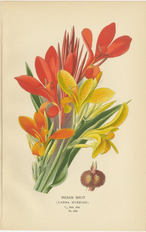 Set of 3 Antique Botanical Prints 1897, Lady’s Slipper, Maranta & Canna, view 4