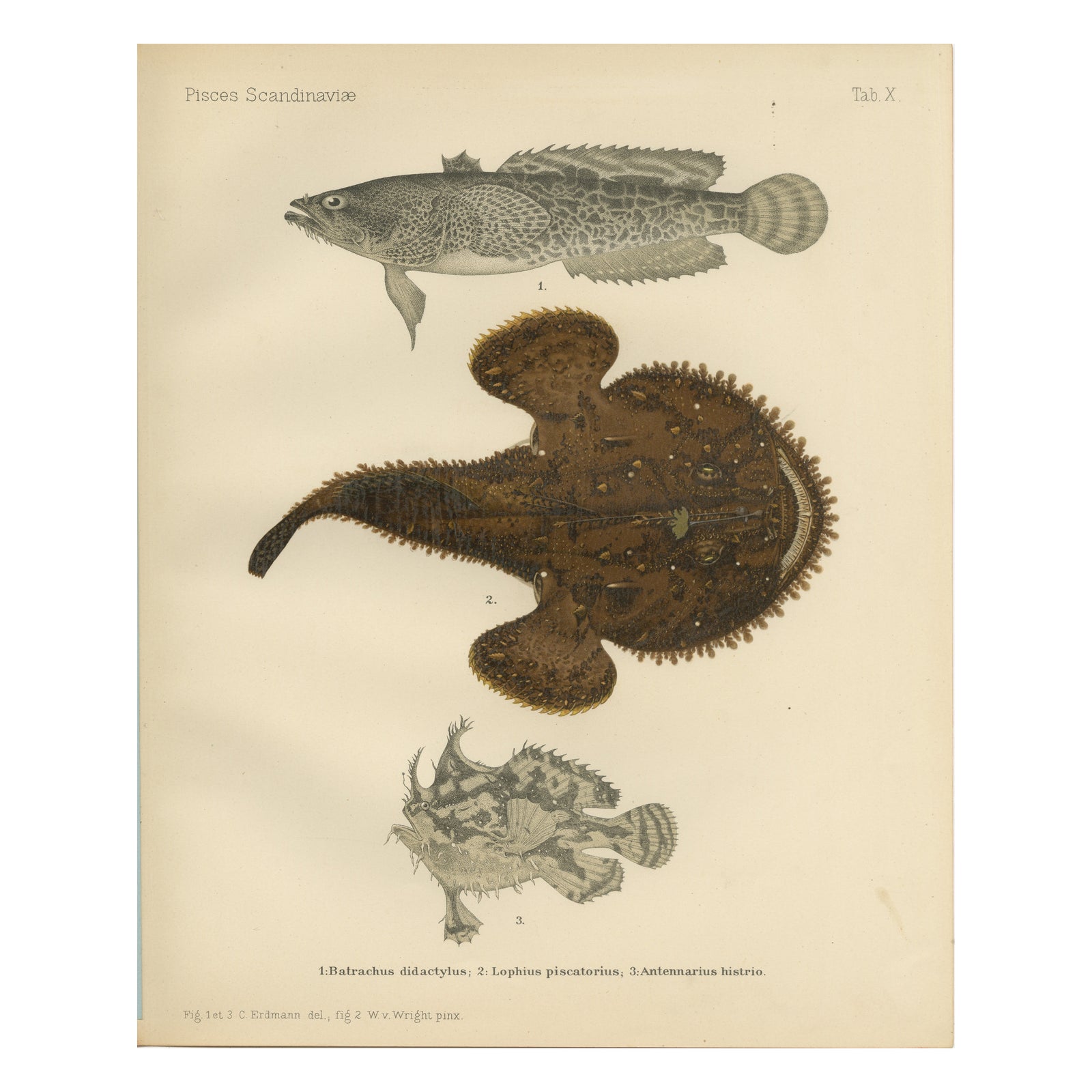 Spotted Toadfish, Anglerfish, and Frogfish - Unique Scandinavian Fish Lithograph