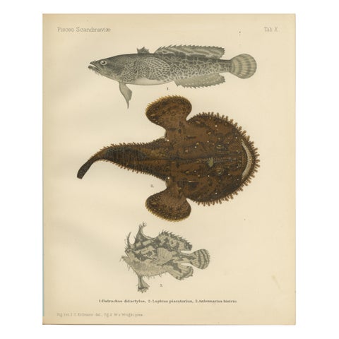 Spotted Toadfish, Anglerfish, and Frogfish - Unique Scandinavian Fish Lithograph