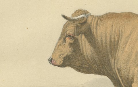 Comtois Bull, Antique French Cattle Breed Print, 1873, view 4