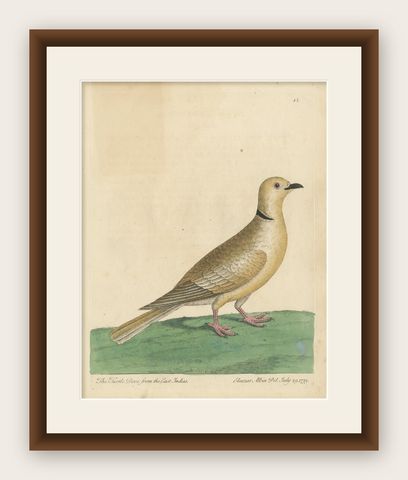 Antique Bird Print of a Turtle Dove from the East Indies, shown framed