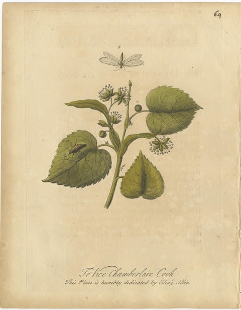 Antique Botanical Insect Engravings with Caterpillars and Ladybirds, Albin 1720, view 4