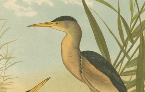 Bitterns in Reeds, Antique 19th Century Bird Chromolithograph of Little Bittern, close-up 3