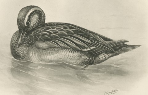 Garganey Drake Preening on the Water after Lilian Medland, c. 1909, close-up 1