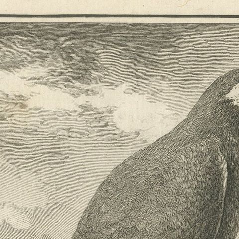 Original Antique Bird Engraving of a Green Macaw, close-up 1