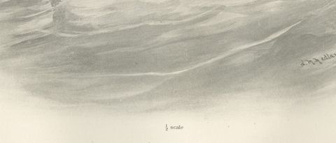 Goosander, Antique Bird Print after Lilian Medland, circa 1909, close-up 1