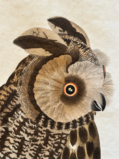 Strix Otus, Antique Long-Eared Owl Print by Nozeman & Sepp, 1809, view 4
