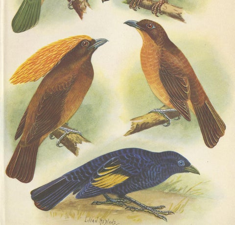 Antique Print of the White-Eared Cat Bird, Tooth-Billed Cat Bird and Other, 1950, view 3