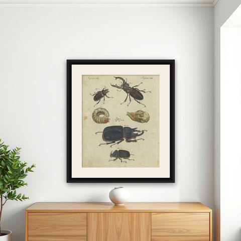Antique Animal Print of Various Beetles, circa 1800, shown framed on a wall