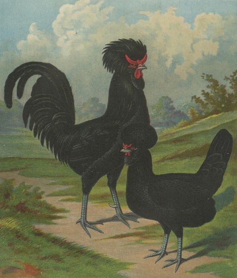 The Majestic Crèvecœur - A Rare 19th Century Poultry Lithograph, close-up 4