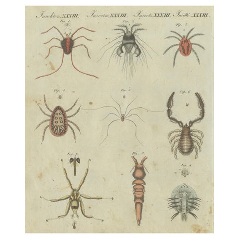 Intricate Arachnids and Insects: Hand-Colored Engraving Published in 1805