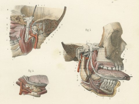 Nerves of the Jaw and Infratemporal Region, Hirschfeld Anatomy Print, 1866, view 5