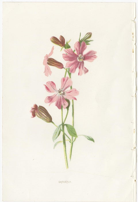 Set of Three Botany Prints Catchfly, Lunaria Annua, Bellflower, view 2