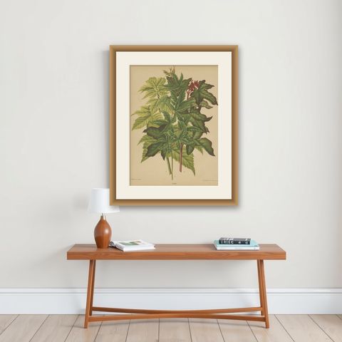 Antique Flower Print of the Acer Palmatum, 1879, shown framed on a wall