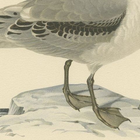Old Bird Print of Gull Named the Black-Legged Kittiwake, 1929, close-up 2