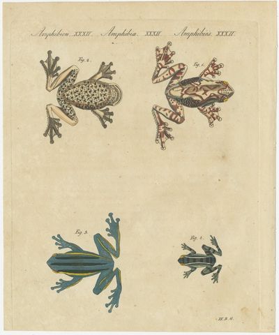 Four Colourful Tree Frogs, Antique Bertuch Print, Vienna, circa 1815, view 2