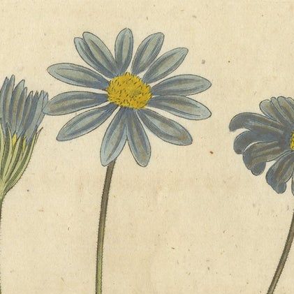 Antique Botany Print of the Blue-Flowered Cineraria or Cape Aster, close-up 2