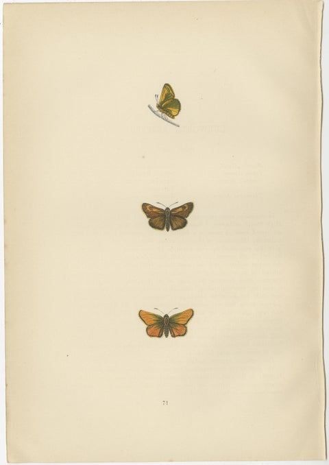 Brushstrokes and Butterflies: The Artistic Legacy of Morris's Skippers, 1890, view 3