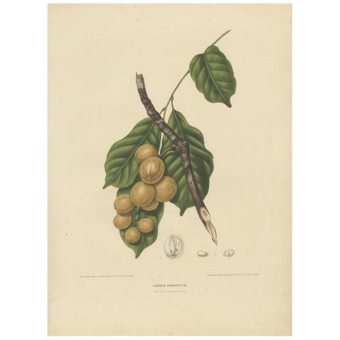 Lansium Domesticum, Langsat Botanical Lithograph c.1863