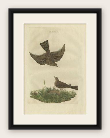 Antique Bird Print of the Common Lark by Sepp & Nozeman, 1770, shown framed