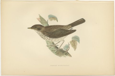 Thrush Nightingale on a Mossy Branch, Antique Morris Bird Print, 1896, view 2