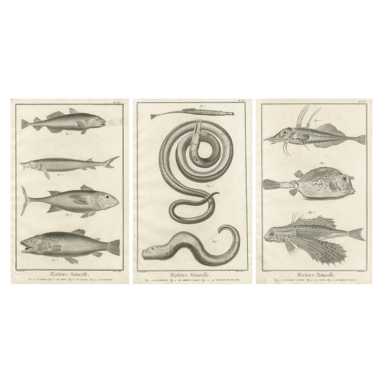 Rare 18th Century Fish Prints, Histoire Naturelle Engravings, ca.1770
