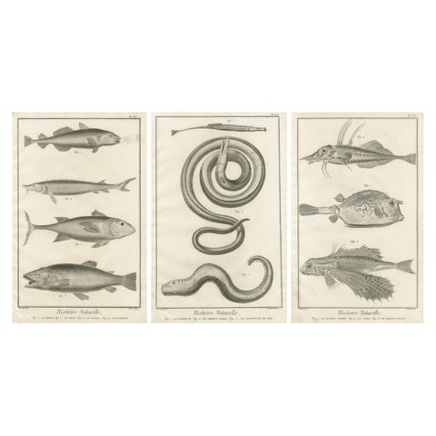 Rare 18th Century Fish Prints, Histoire Naturelle Engravings, ca.1770
