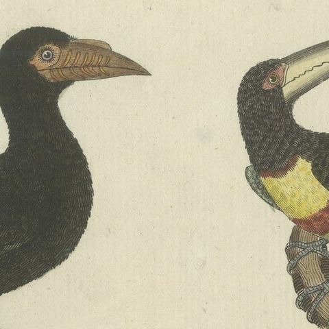 Antique Print of Various Birds Including the Aracari Toucan, close-up 4