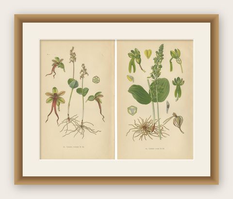 Listera Lore: Botanical Illustrations of Heart-Leaved Orchids from 1904, shown framed