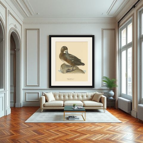 Original Old Bird Print of a Male Greater Scaup, shown framed in a room